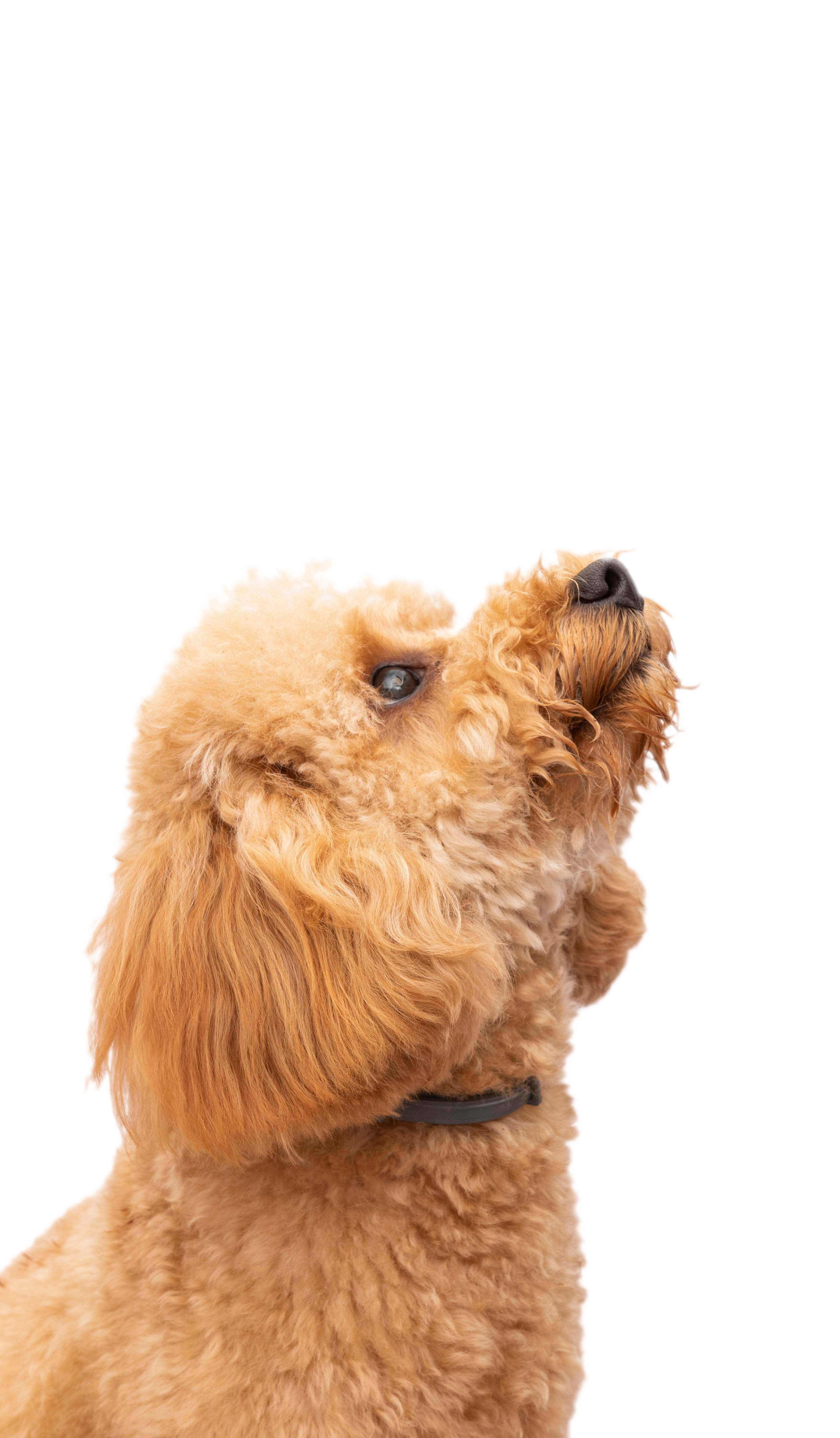 Poodle
